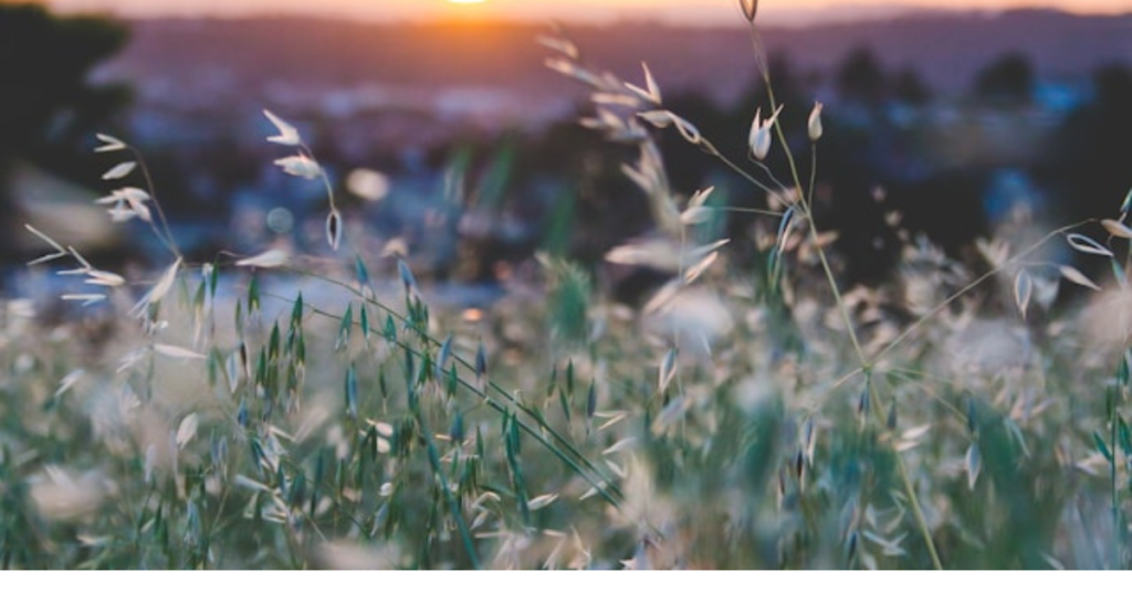 A serene sunset over a grassy field, symbolizing new beginnings and hope for military spouses overcoming emotional abuse